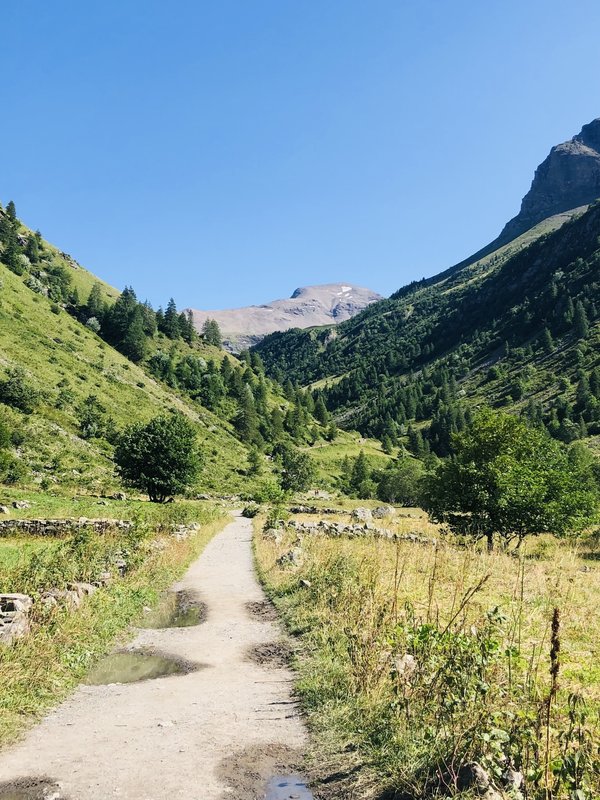 Quels édulcorants naturels sont recommandés pour remplacer le sucre sans compromettre la perte de poids ?